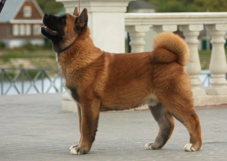 Акита-ину с узкой мордой