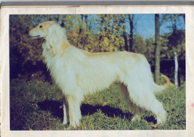 Аборигенная Афганская борзая