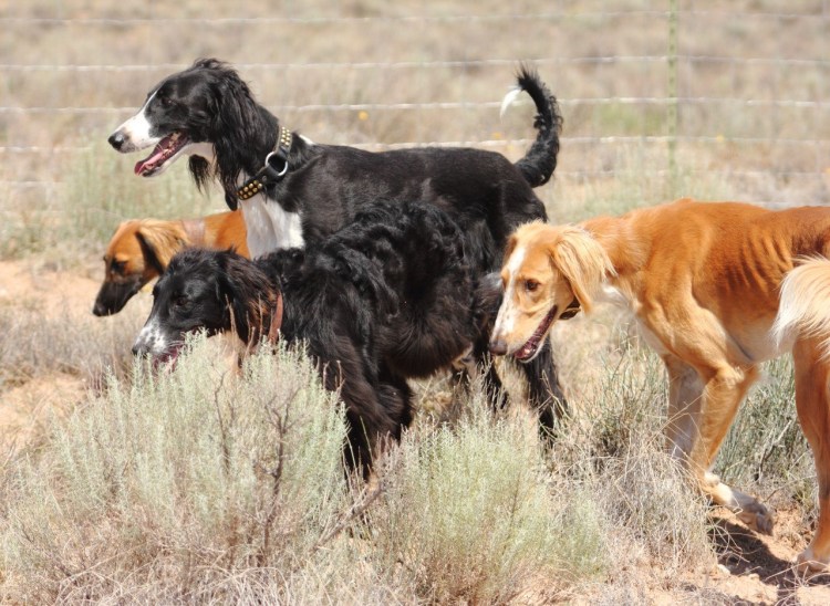 Борзая Тайган