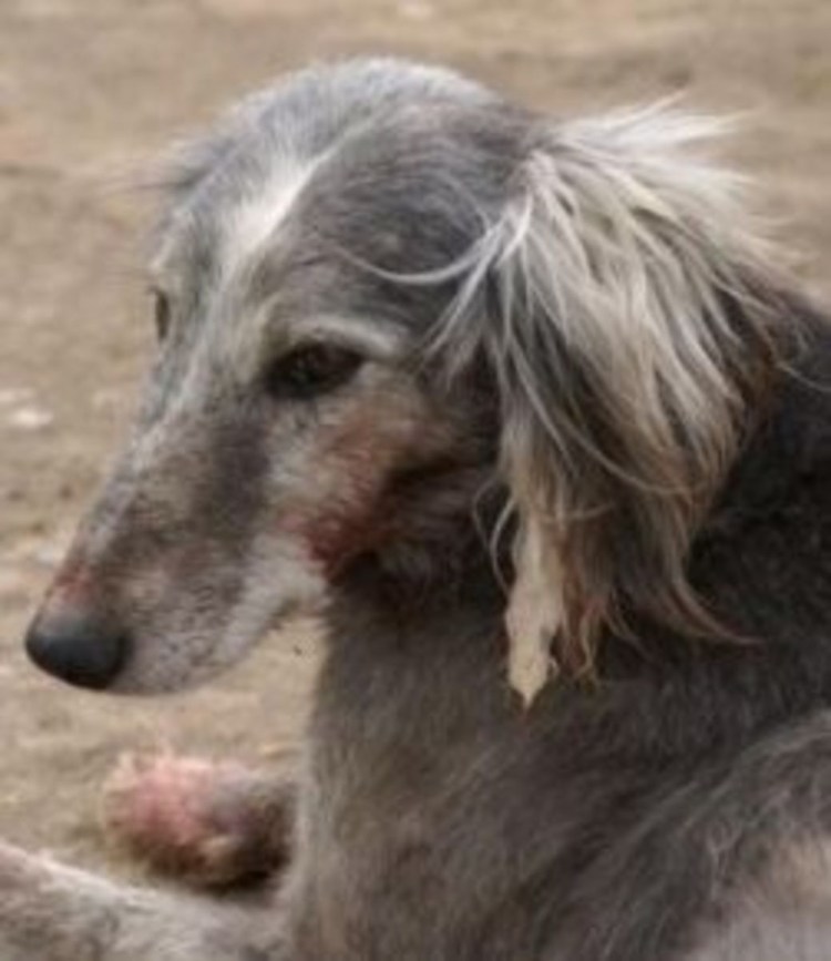 Тайган собака