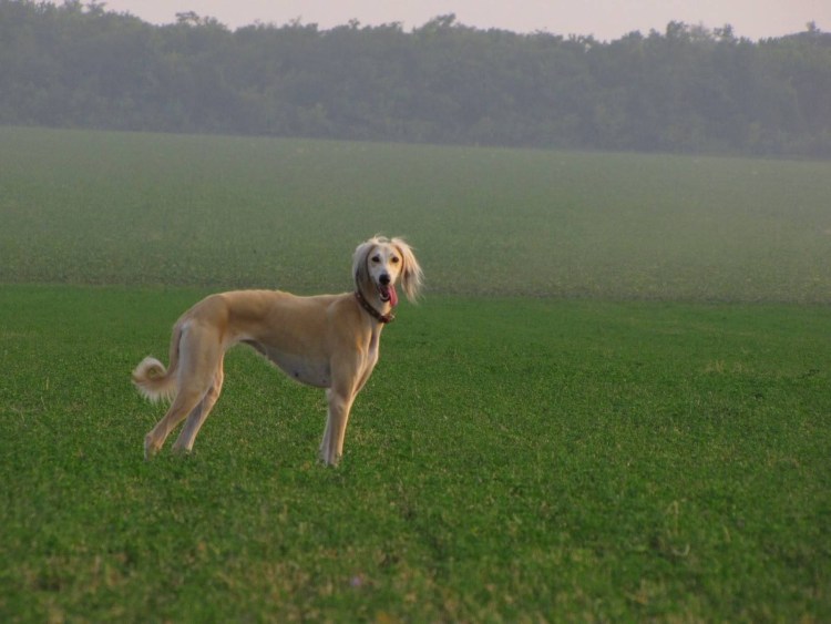 Казахская борзая тазы