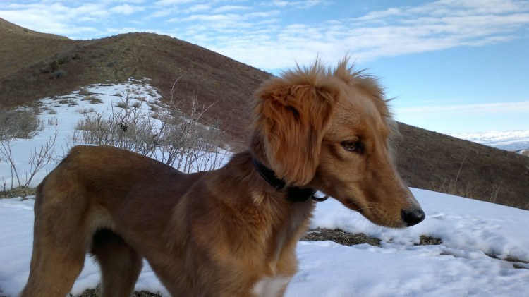 Киргизский волкодав Тайган