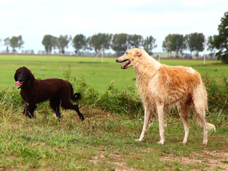 Тайган порода собак