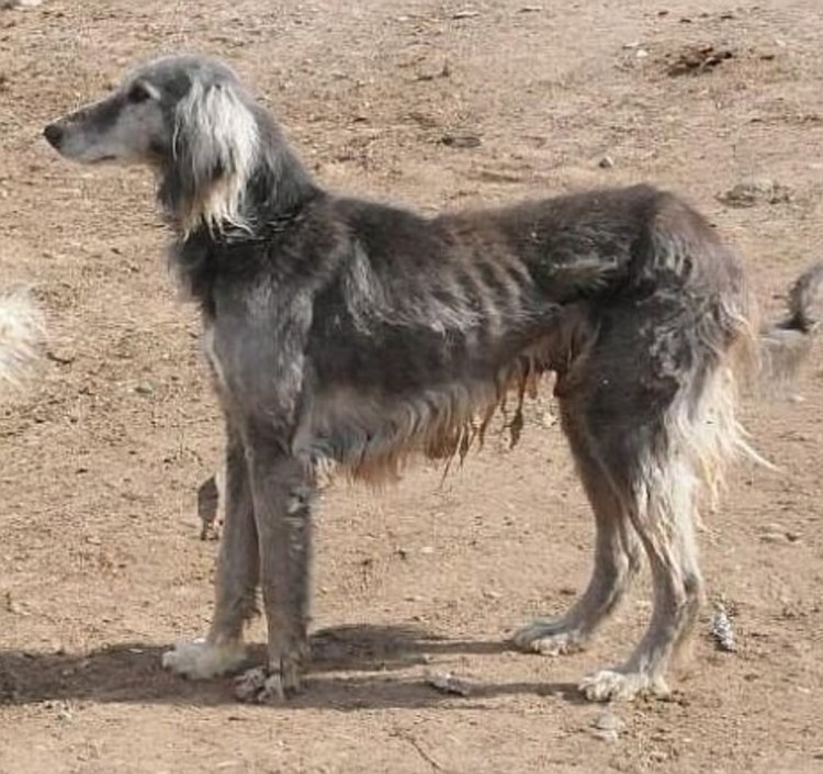 Тайган (Киргизская борзая) Шерхан