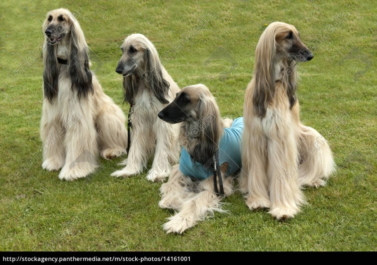 Грейхаунд салюки