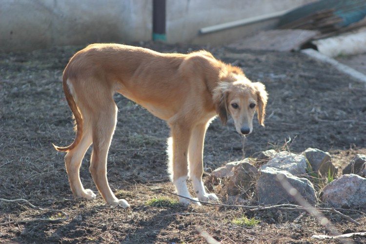 Казахская борзая тазы