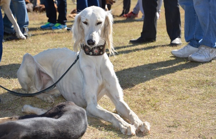 Казахская борзая тазы