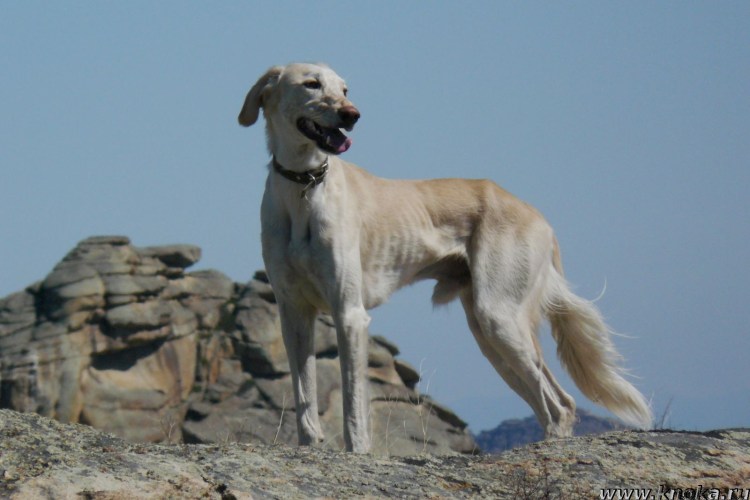 Монгольская борзая Тайган