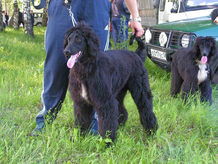 Грейхаунд салюки