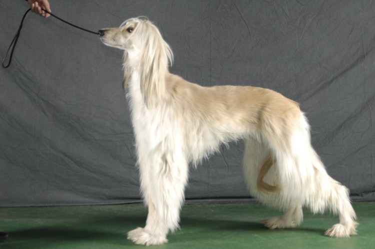 Породы собак алабай, Тайган, тазы