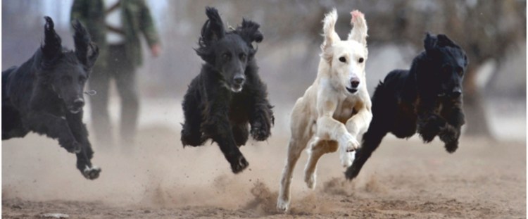 Собака породы Тайган Путина