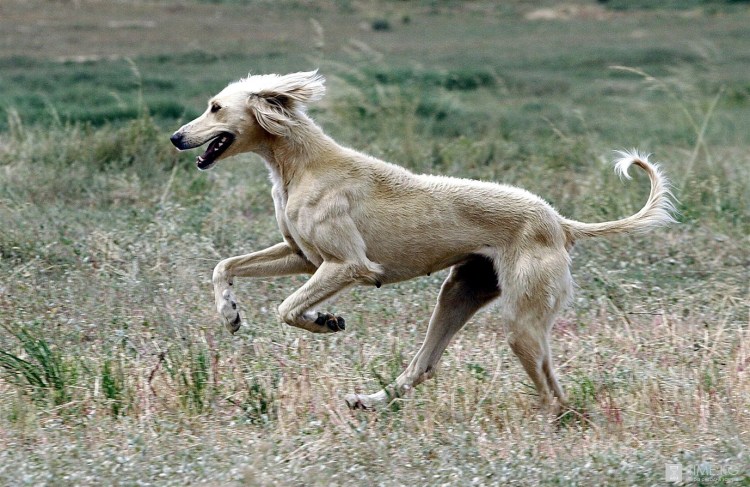 Тайган Киргизская борзая