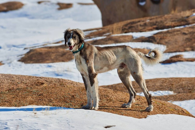 Тайган порода