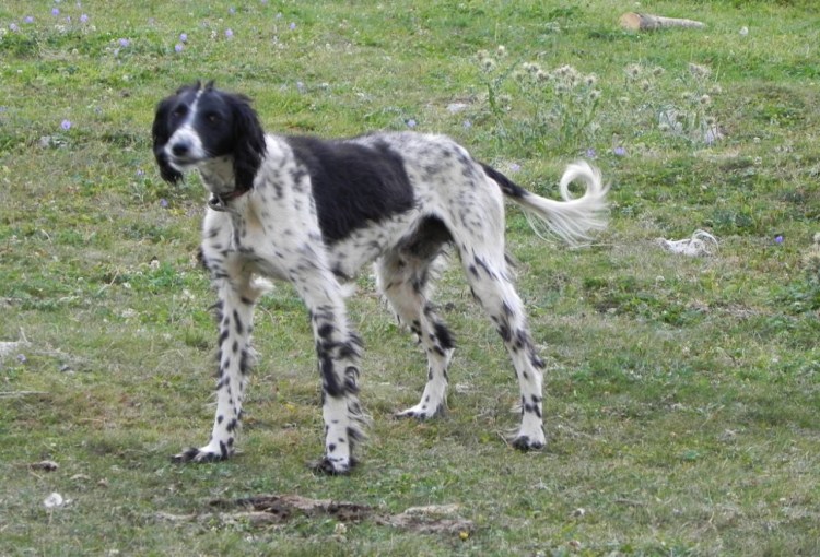 Аборигенная Афганская борзая