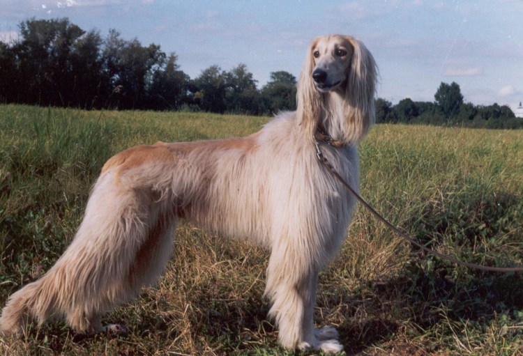 Аборигенная Афганская борзая