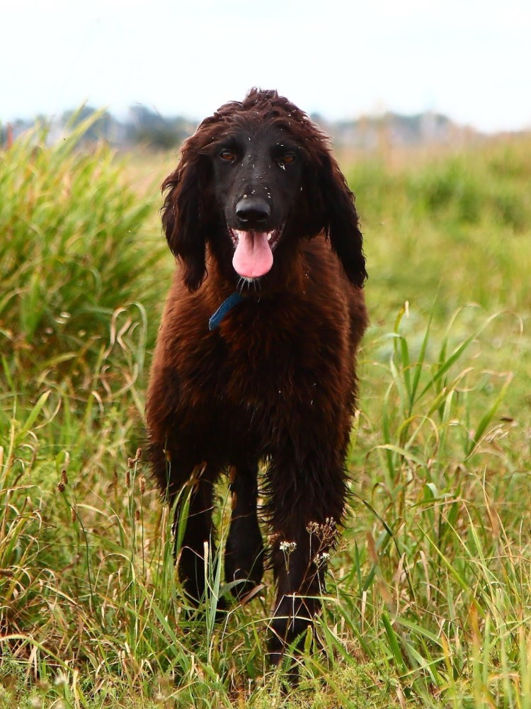 Тобет собака