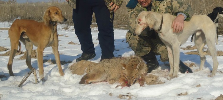 Казахская борзая тазы