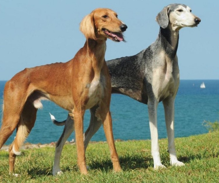 Собака национальное достояние Испании