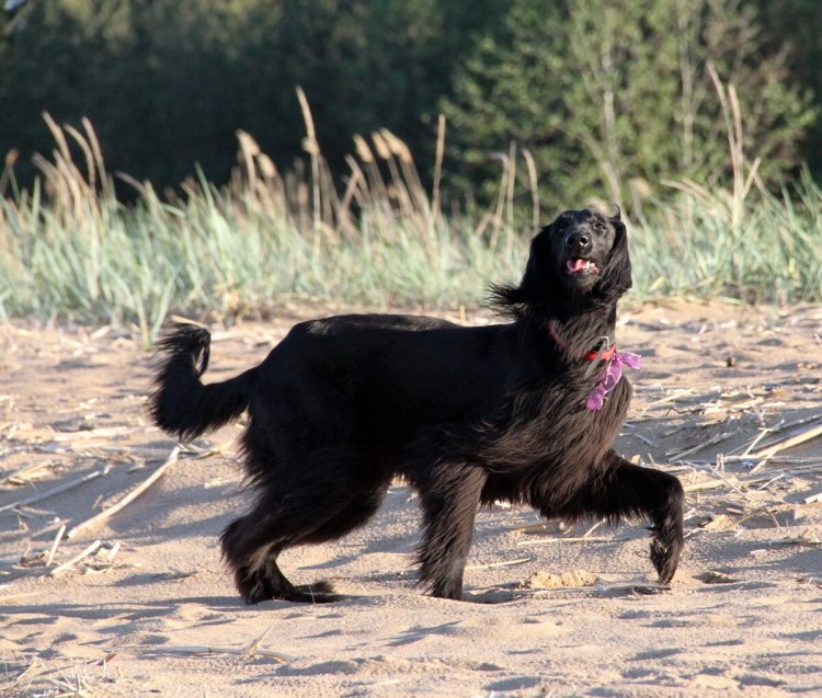 Киргизский волкодав Тайган