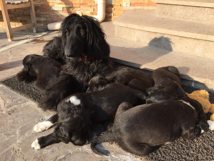 Борзая Тайган