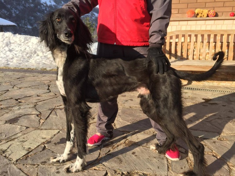 Тайган Киргизская борзая