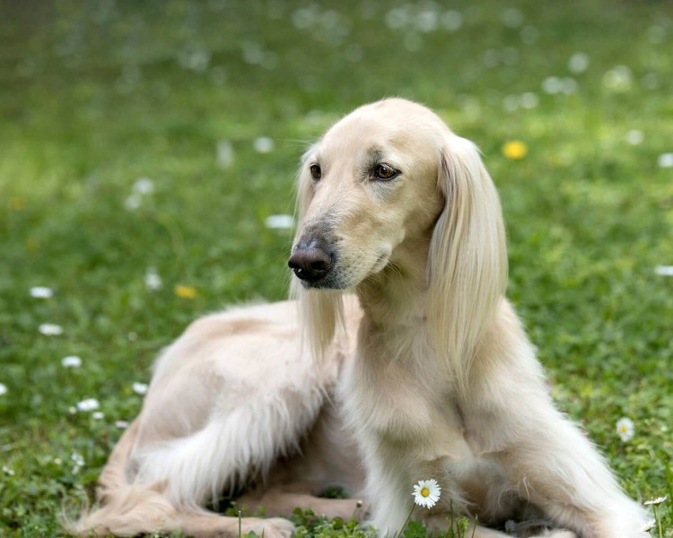 Собака породы Тайган Киргизская борзая