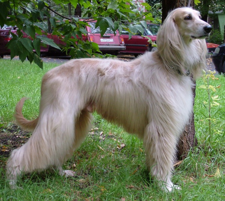 Салюки короткошерстная