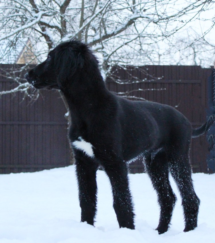 Бакхмуль и Афганская борзая