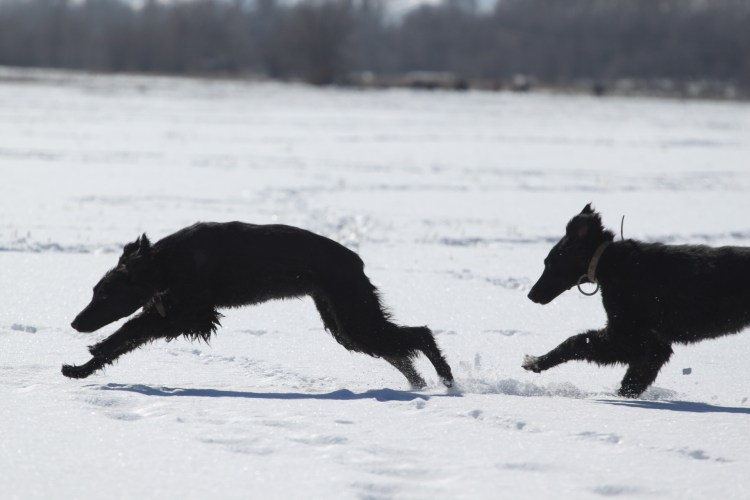 Тайган порода