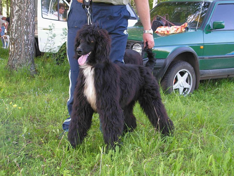 Бакхмуль и Афганская борзая