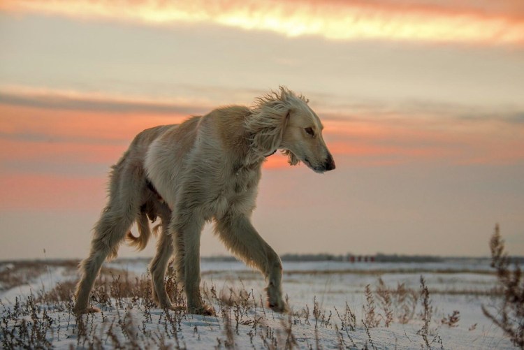 Русская борзая и салюки