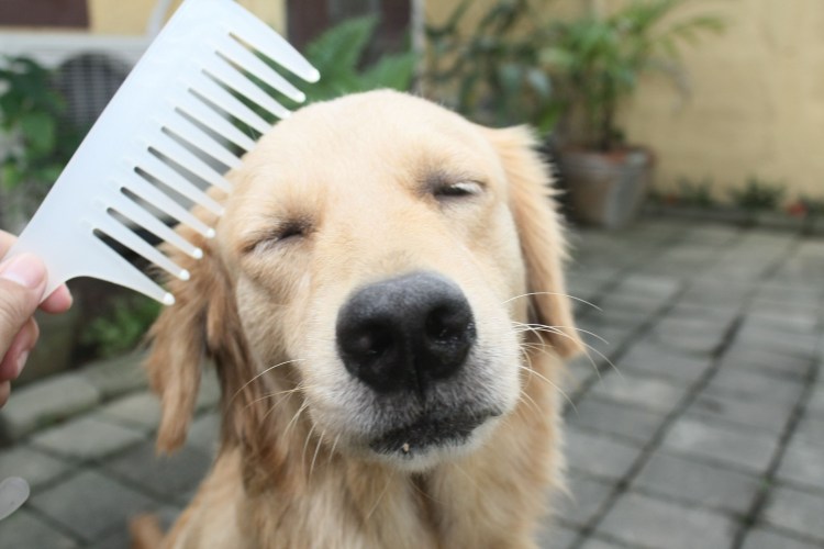 Собаку расчесывают