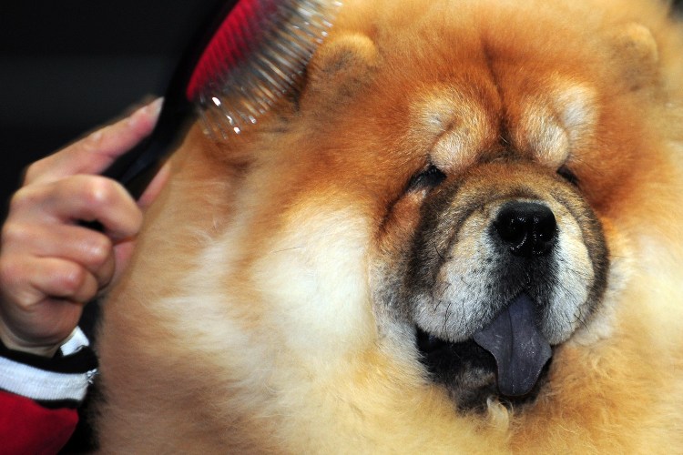 Собака кусает себя за хвост