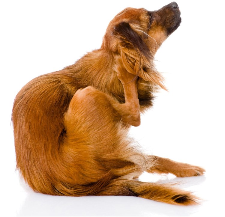 Собака чешется