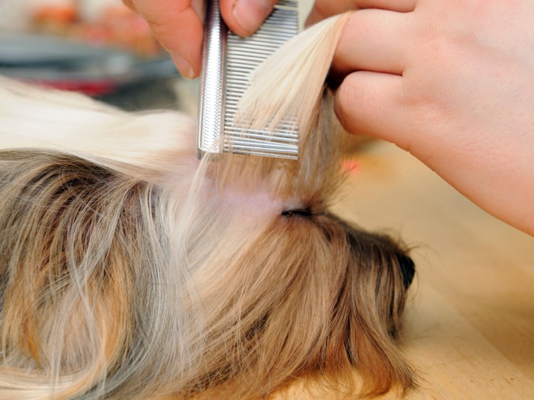 Собака выкусывает блох