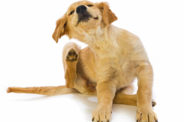 Вычесывание корги