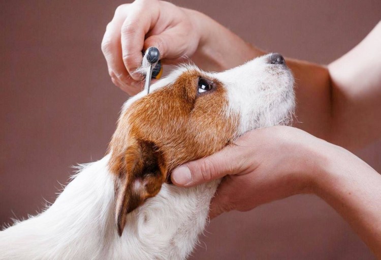 Тримминг Джек Рассел терьера