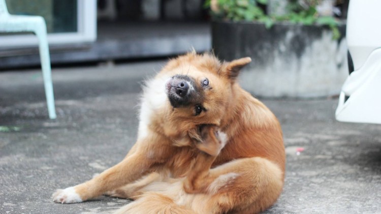 Груминг собак и кошек