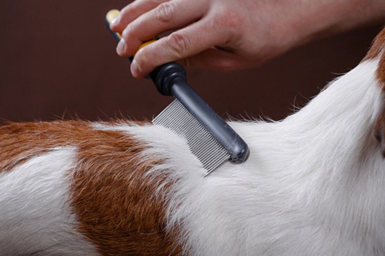 Вычесывание йоркширского терьера