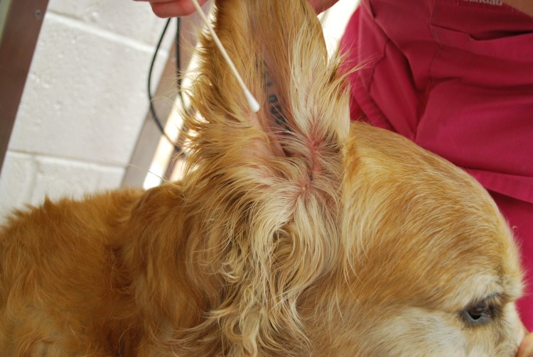 Вычесывание лабрадора