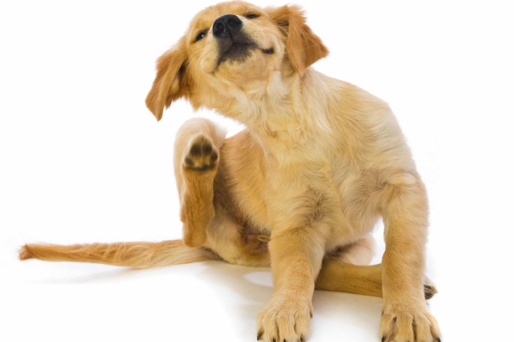 Вычесывание шпица