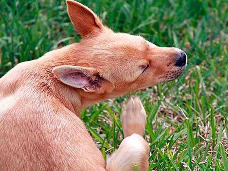 Маламут вычесывание