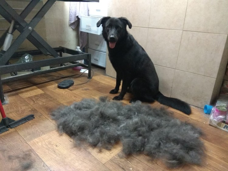 Вычесывание собак