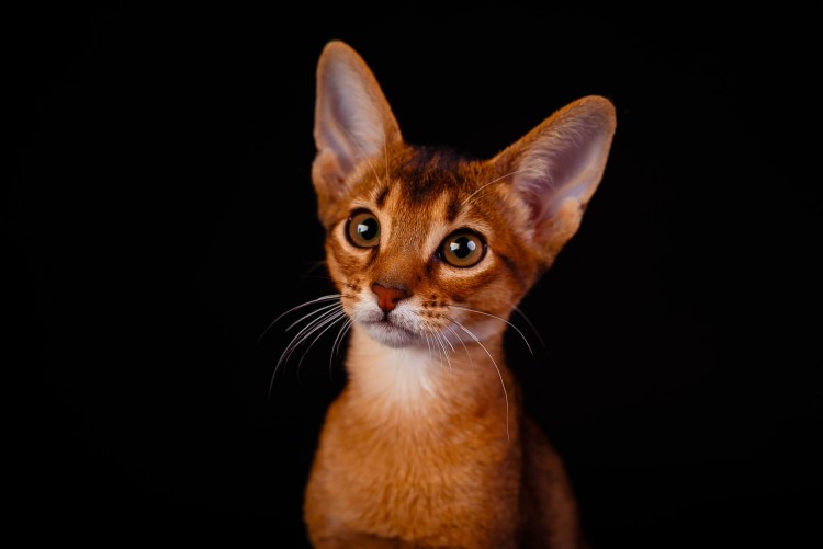 Абиссинская кошка черная котенок