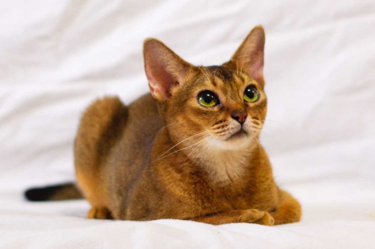 Бурма и абиссинец