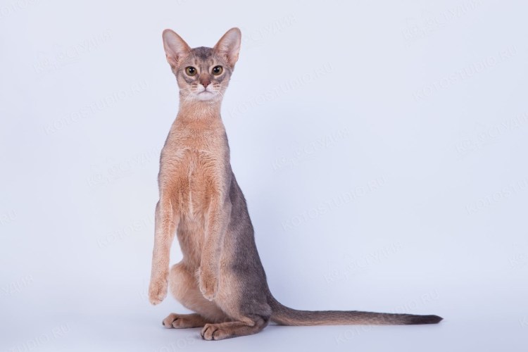Абиссинская кошка голубая