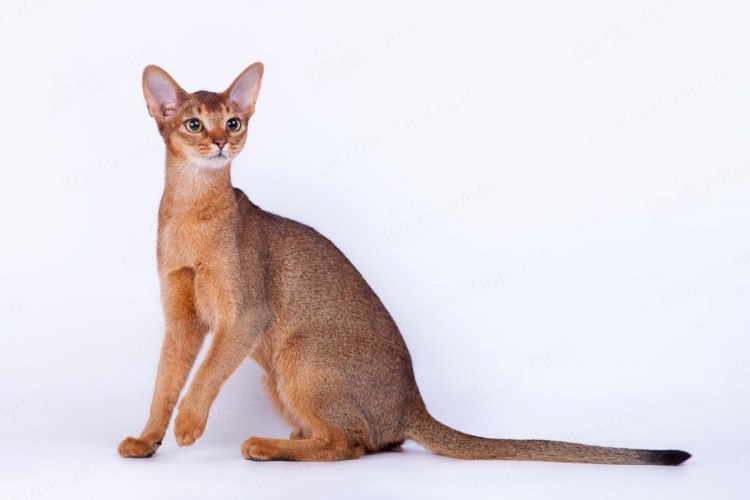 Абиссинская кошка голубая