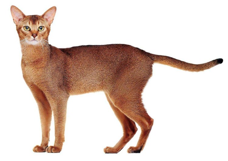 Абиссинская Сорель