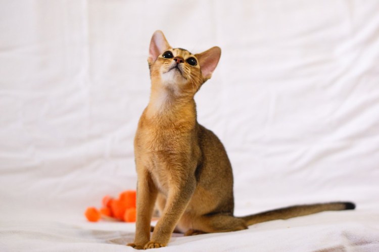 Абиссинская кошка Рудди