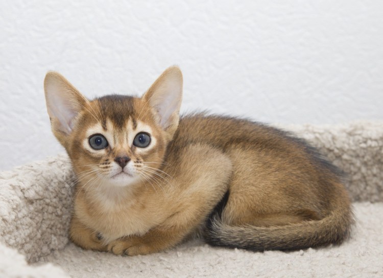 Котята абиссинцы серые маленькие